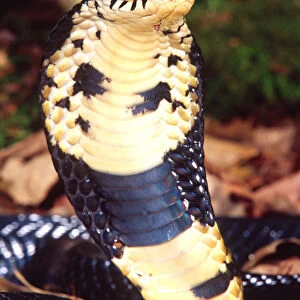 Forest Cobra Naja melanoleuca Native to Central Africa