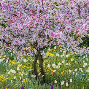 France, Giverny. Springtime in Claude Monets garden