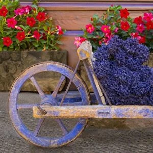 France, Provence, Sault. Old wooden cart with fresh-cut lavender. Credit as: Jim