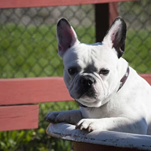A French Bulldog coming out of an old bathtub placed outdoors