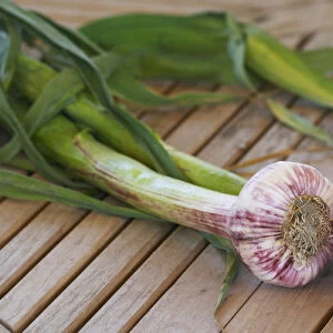 Two fresh garlic on a wooden teak table, withe and violet bulbs and green stem Clos