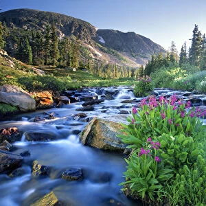 Fresh Rocky Mountain spring runoff cascades past wildflowers in bloom in the Colorado