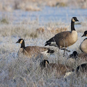Frosty Morning, Cackling Canada Geese