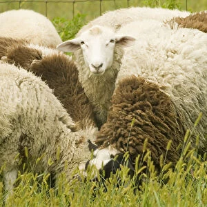 Galena, Illinois, USA. Dorset sheep flock in a pasture