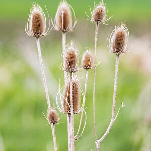 Garfield, Washington State, USA. Thistle plants in the Palouse hills