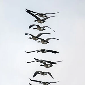 Geese flying in formation