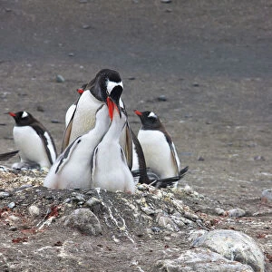 Gentoo Penguin. Barrientos Island, South Shetland Islands, Antarctica