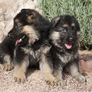 Two German Shepherd puppies sitting next to a rock on a garden pathway