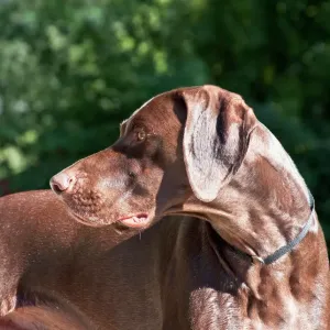 A German Shorthaired Pointer Looking Over His Shoulder Print A German Shorthaired Pointer Looking Over His Shoulder Print