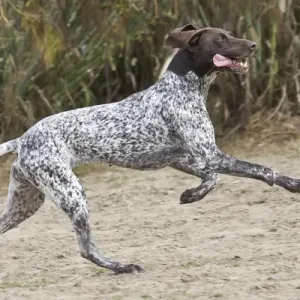 German Shorthaired Pointer in Action Print German Shorthaired Pointer in Action Print