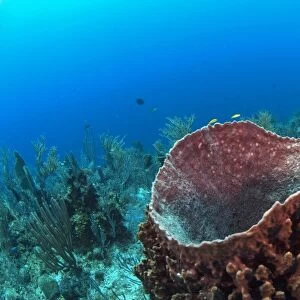 Giant Barrel Sponge (Xestospongia muta) Coral Reef Island, Belize Barrier Reef. Second
