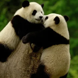 Giant Panda Babies Print Giant Panda Babies Print