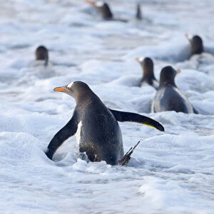 Going to the sea on a beach. Gentoo Penguin in the Falkland Islands in January