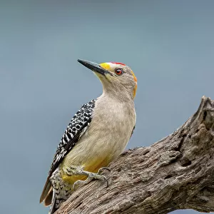Woodpeckers Collection: Golden Fronted Woodpecker