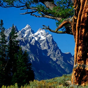 Grand Teton and Cathedral Group framed by Limber Pine, in Grand Teton National Park