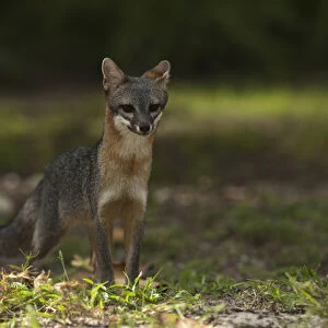 Gray Fox (Urocyon cinereoargenteus) Punta Allen Sian Ka an Biosphere Reserve