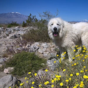 Great Pyrenees in the Colorado Desert