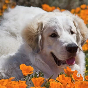 A Great Pyrenees lying in a field of wild Poppy flowers at Antelope Valley California