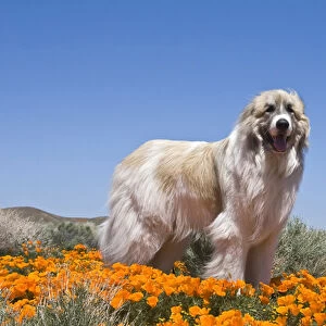A Great Pyrenees standing in a field of Poppy flowers in Antleope Valley California