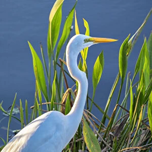 Great White Egret, Florida, USA