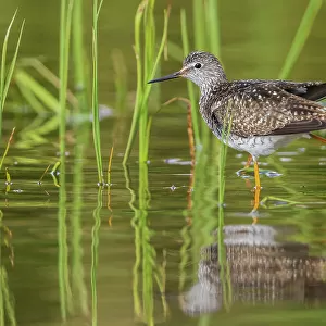 Sandpipers Jigsaw Puzzle Collection: Greater Yellowlegs