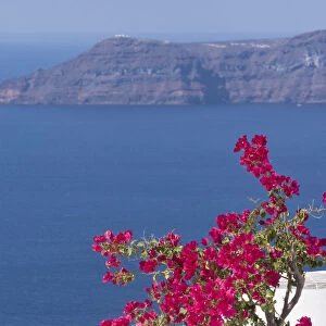 Greece, Santorini. Bougainvillea in bloom standing out vibrantly against the blue of the Aegean Sea