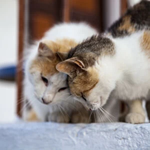 Greece, Santorini, Cats that roam the City