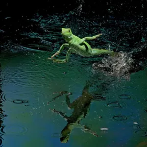 Lizards Collection: Green Basilisk