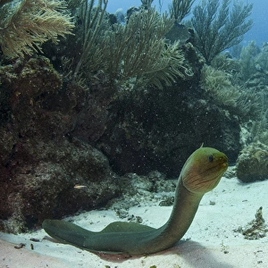Green Moray (Gymnothorax funebris), Hol Chan Marine Reserve, Ambergris Caye, Belize