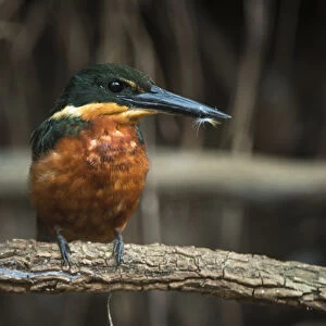 Green & Rufous Kingfisher (Chloroceryle inda), Northern Pantanal, Mato Grosso, Brazil