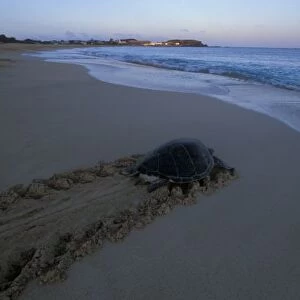 Green Sea Turtle, (Chelonia mydas) female returns to sea at dawn, Ascension Island