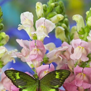 Green Swallowtail Butterfly Papilio neumogeni