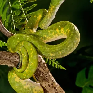 Green Tree Python Print, New Guinea Rain Forest Habitat