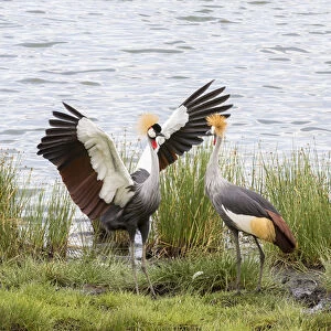 Grey-crowned cranes (Balearica regulorum) courtship display on the shore of a lake