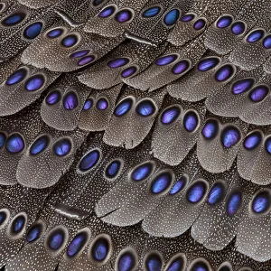 Grey Peacock Tail Feathers