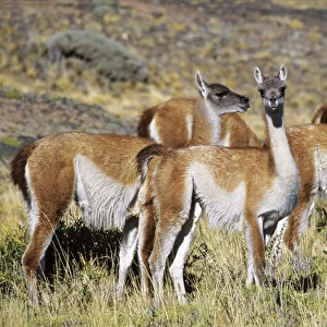 Guanaco (Lama guanicoe) herd in the patagonian steppe, Chile. Guanaco is a camelid