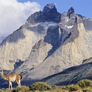 Guanaco (Lama guanicoe) standing with the landmark Cuernos del Paine in the background