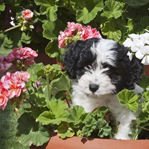 A Havanese puppy in a flower pot surrounded by flowes