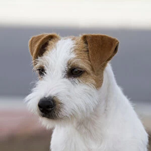 Head and shoulders parson russell terrier