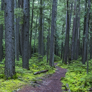 Hiking trail winds through mosyy rainforest in Glacier National Park, Montana, USA