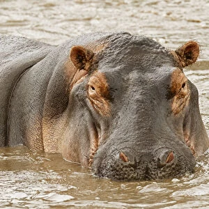 Hippopotamus, Hippopotamus amphibius, Serengeti National Park, Tanzania, Africa