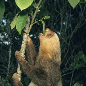 Hoffmans Two-toed Sloth, (Choloepus hoffmani), Feeding, Costa Rica