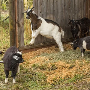 Hood River, Oregon, USA. Three Nubian and other goats taking shelter from the rain