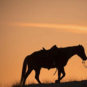 Horse drive in winter on Hideout Ranch, Shell, Wyoming. Cowboy leading his horse at sunset