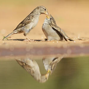 Old World Sparrows Collection: Desert Sparrow
