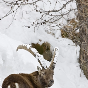 Ibex (Capra ibex) in fresh deep snow, face and horn covered with snow