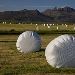 Iceland. Plastic-wrapped hay bales can be seen on almost every farm in Iceland in mid-July