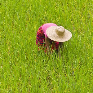 Igorot tribal woman works in the rice paddy, Banaue, Ifugao Province, Philippines