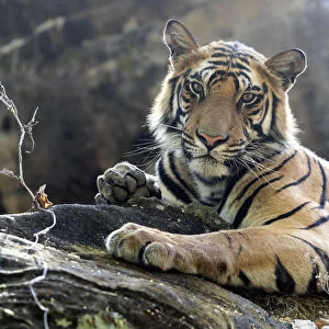 India, Madhya Pradesh, Bandhavgarh National Park. A young Bengal tiger resting on a cool rock