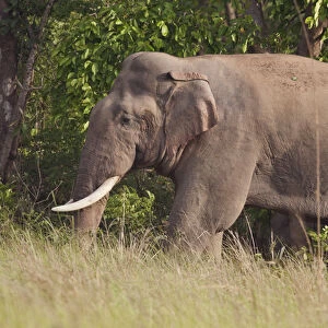 Indian / Asian Elephant (Tusker), Corbett National Park, India